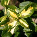 Euonymus fortunei ‚Sunspot‘ – Immergrüner Farbakzent für jeden Garten