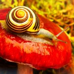 Sekret nieskazitelnej cery ukryty w naturze: Dlaczego śluz ślimaka zrewolucjonizował codzienną pielęgnację?